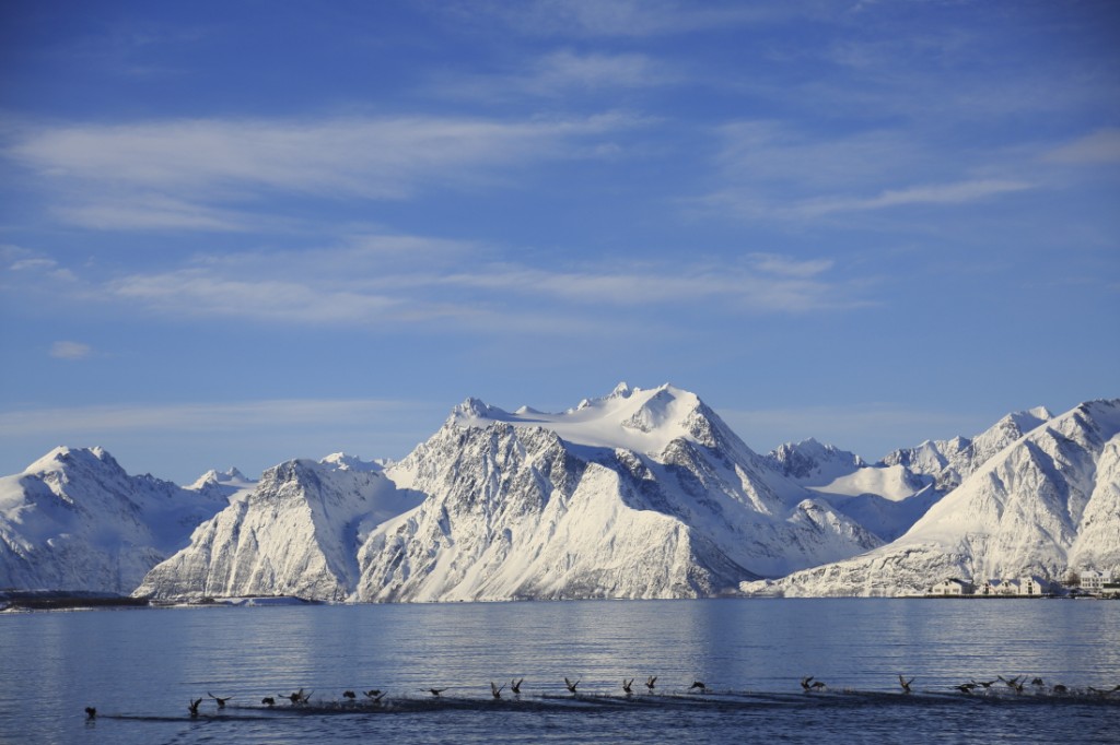 Envol d'Eider