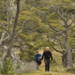 Balade en foret au dessus de Puerto Toro en terre de feu