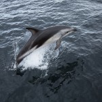 dauphin dans le canal Beagle