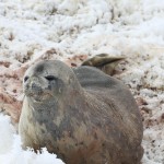 Phoque de Weddel en péninsule antarctique