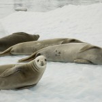 Phoque de Weddels en péninsule antarctique