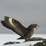 Skua en péninsule antarctique