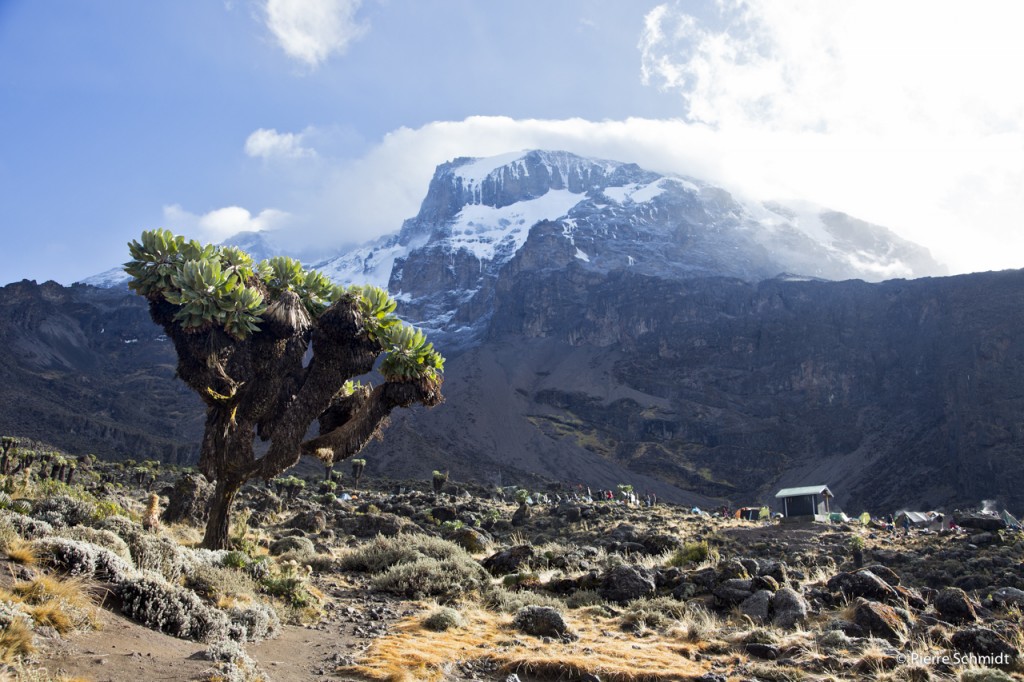 Magnifique Sénéçon de la vallée de Baranco