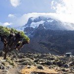 Magnifique Sénéçon de la vallée de Baranco