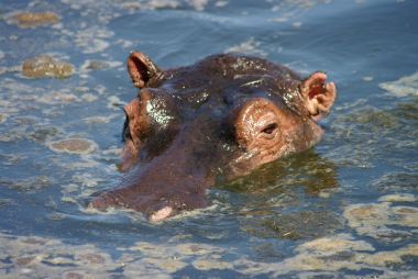 Extension safari + 4 jours